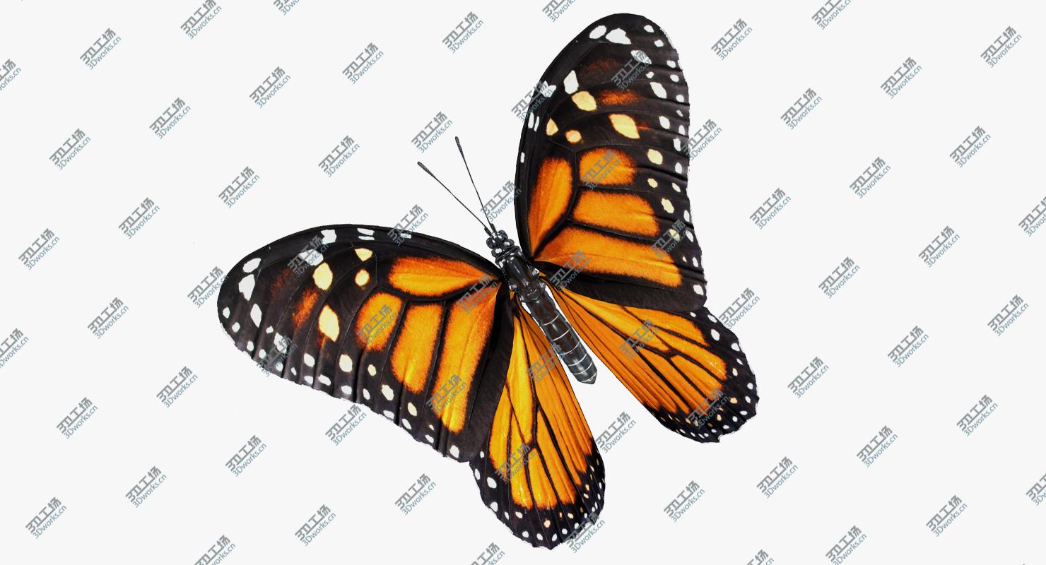 images/goods_img/202104021/3D Milkweed Butterfly Flying Pose/5.jpg